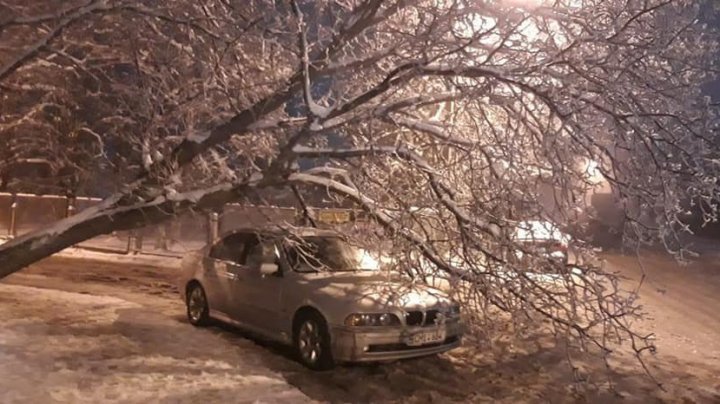 DEZASTRU la Chişinău. Poleiul şi chiciura au doborât mai mulţi copaci pe carosabil şi firele electrice (FOTO)