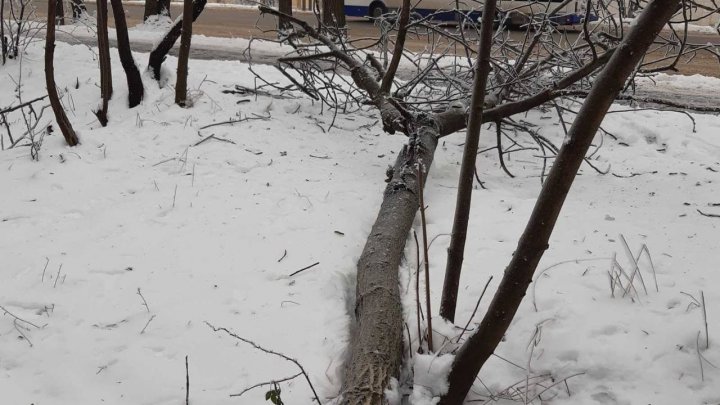 DEZASTRU la Chişinău. Poleiul şi chiciura au doborât mai mulţi copaci pe carosabil şi firele electrice (FOTO)