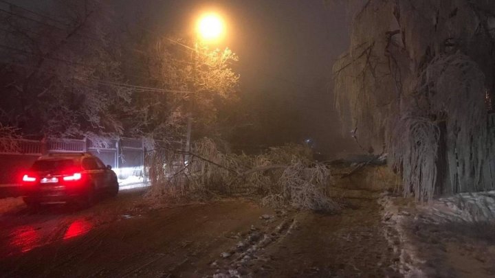 DEZASTRU la Chişinău. Poleiul şi chiciura au doborât mai mulţi copaci pe carosabil şi firele electrice (FOTO)