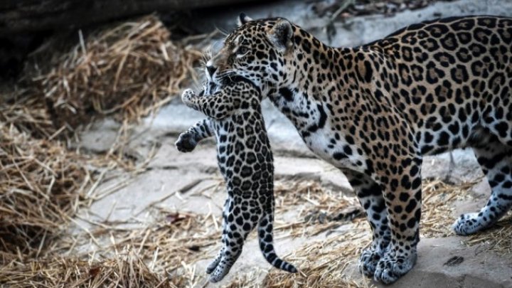 Un jaguar din Argentina a născut doi pui. Ecologiștii califică nașterea puilor drept o minune și speră că specia va fi salvată