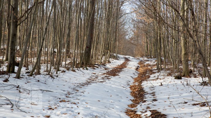 Trasee turistice prin rezervaţiile naturale din Moldova (FOTOREPORT)