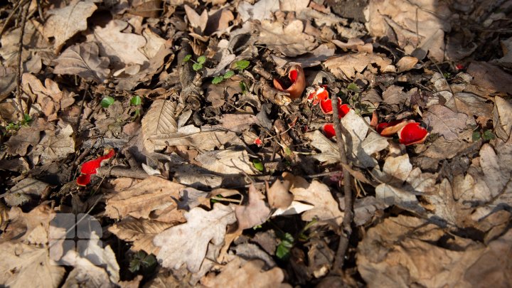 Trasee turistice prin rezervaţiile naturale din Moldova (FOTOREPORT)