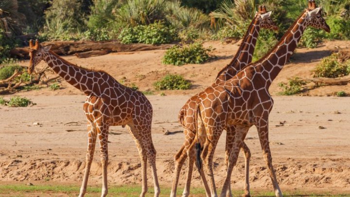 Trei girafe dintr-o specie pe cale de dispariție au murit electrocutate din cauza stâlpilor de tensiune care erau prea scunzi