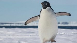 Pasager neașteptat. Un pinguin care vroia să se salveze de câteva orci înfometate a sărit într-o barcă cu turişti (VIDEO)