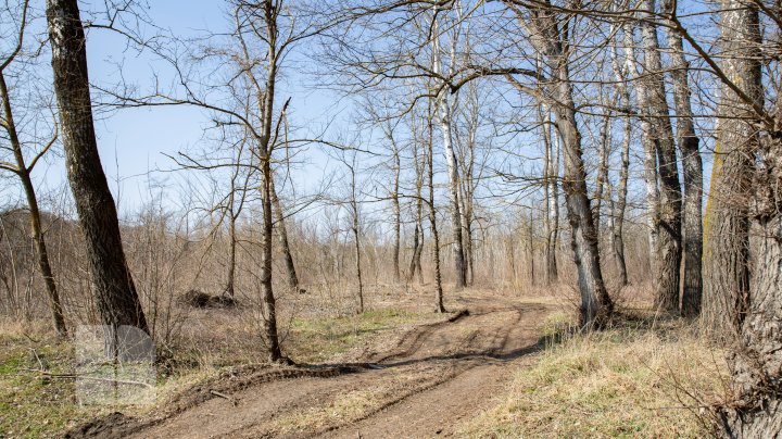 Se fură ca-n codru în parcul de la Vadul Lui Vodă. Explicaţia pădurarului este halucinantă (FOTOREPORT)