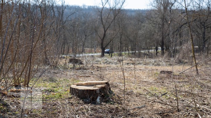 Prejudicii de sute de mii de lei aduse mediului şi zeci de copaci sănătoşi tăiaţi fără autorizaţie din cel mai mare parc din Moldova 