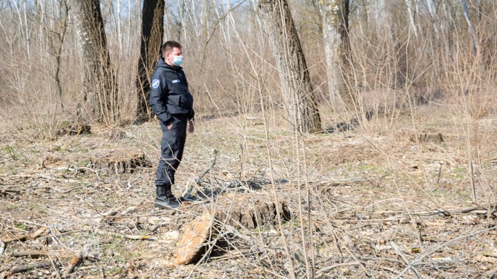 Prejudicii de sute de mii de lei aduse mediului şi zeci de copaci sănătoşi tăiaţi fără autorizaţie din cel mai mare parc din Moldova 