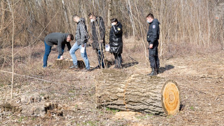 Prejudicii de sute de mii de lei aduse mediului şi zeci de copaci sănătoşi tăiaţi fără autorizaţie din cel mai mare parc din Moldova 