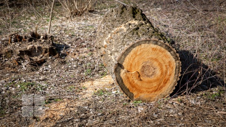 Se fură ca-n codru în parcul de la Vadul Lui Vodă. Explicaţia pădurarului este halucinantă (FOTOREPORT)