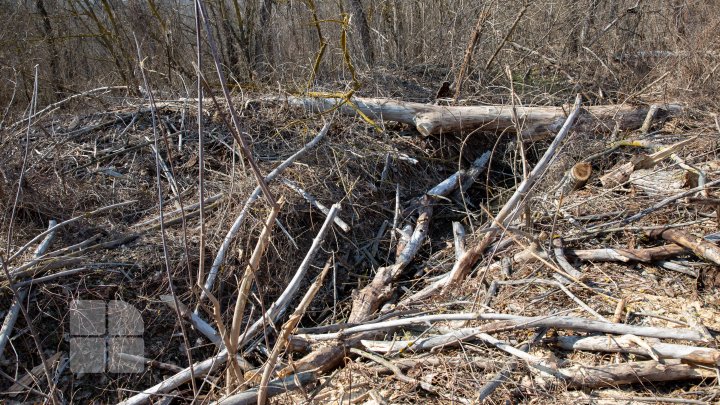 Se fură ca-n codru în parcul de la Vadul Lui Vodă. Explicaţia pădurarului este halucinantă (FOTOREPORT)