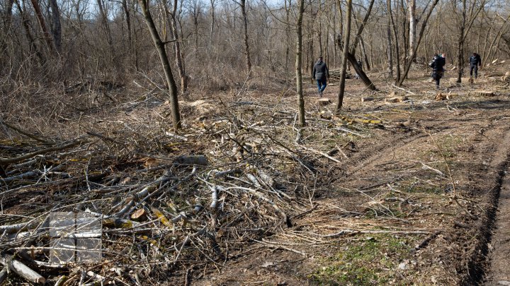 Se fură ca-n codru în parcul de la Vadul Lui Vodă. Explicaţia pădurarului este halucinantă (FOTOREPORT)
