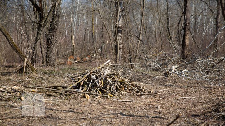 Se fură ca-n codru în parcul de la Vadul Lui Vodă. Explicaţia pădurarului este halucinantă (FOTOREPORT)