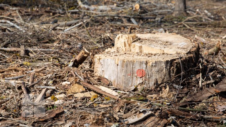 Se fură ca-n codru în parcul de la Vadul Lui Vodă. Explicaţia pădurarului este halucinantă (FOTOREPORT)