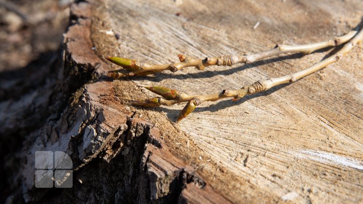 Se fură ca-n codru în parcul de la Vadul Lui Vodă. Explicaţia pădurarului este halucinantă (FOTOREPORT)