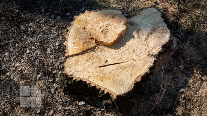 Se fură ca-n codru în parcul de la Vadul Lui Vodă. Explicaţia pădurarului este halucinantă (FOTOREPORT)