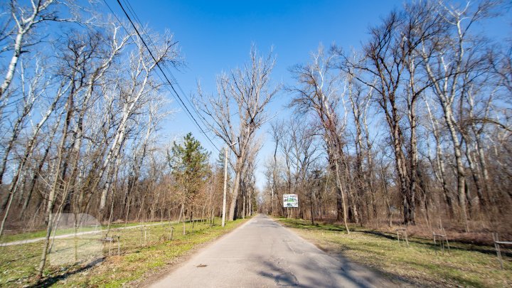 Se fură ca-n codru în parcul de la Vadul Lui Vodă. Explicaţia pădurarului este halucinantă (FOTOREPORT)