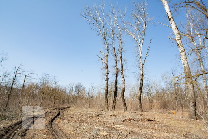 Se fură ca-n codru în parcul de la Vadul Lui Vodă. Explicaţia pădurarului este halucinantă (FOTOREPORT)