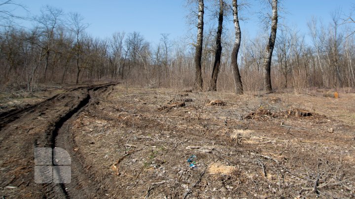 Se fură ca-n codru în parcul de la Vadul Lui Vodă. Explicaţia pădurarului este halucinantă (FOTOREPORT)