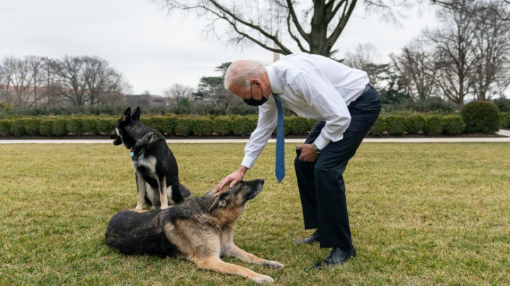 Câinii lui Joe Biden au fost dați afară de la Casa Albă, după un incident