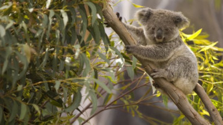 Australia marchează cea mai liniștită perioadă a incendiilor de vegetaţie din ultimul deceniu