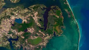 Fenomenul "pădurilor fantomă". Cum au apărut petele gri surprinse în imaginile din satelit