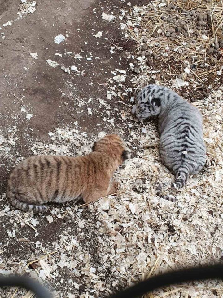 Primele imagini cu cei doi pui de tigru, născuți la Grădina Zoologică din Capitală (FOTO)