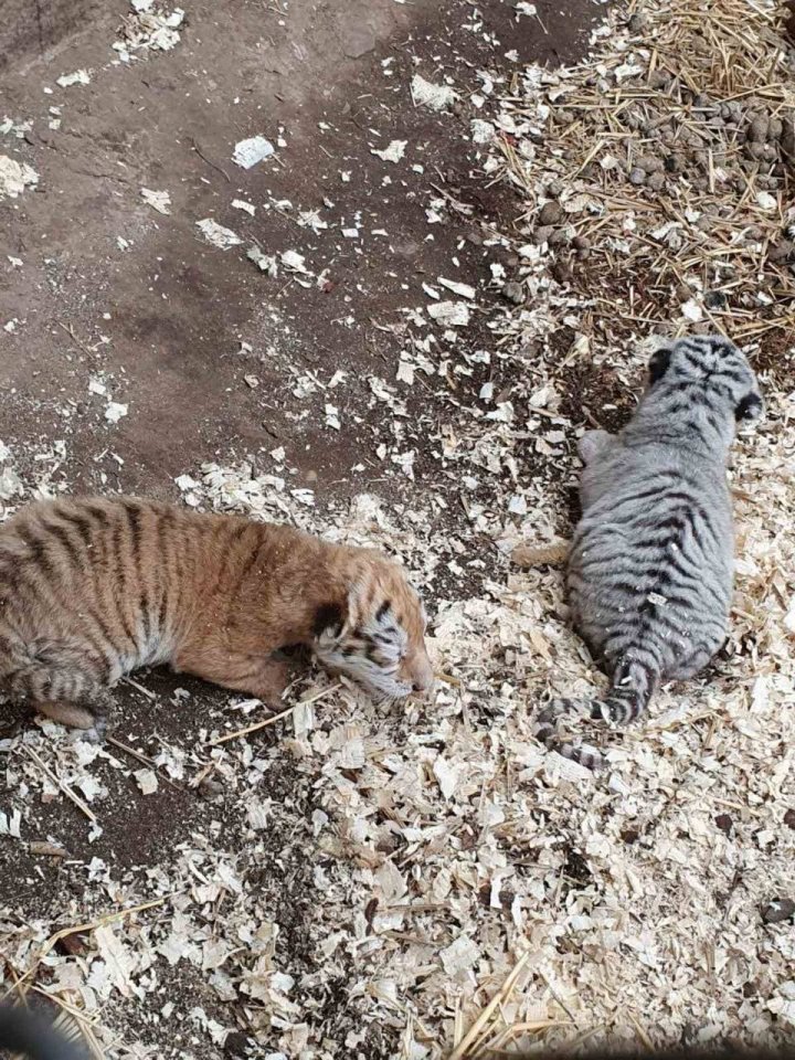 Primele imagini cu cei doi pui de tigru, născuți la Grădina Zoologică din Capitală (FOTO)