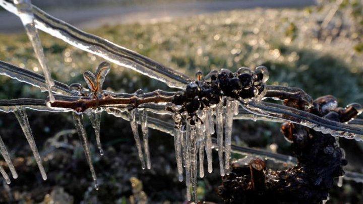 Agricultura franceză este devastată de îngheţul din ultimele zile