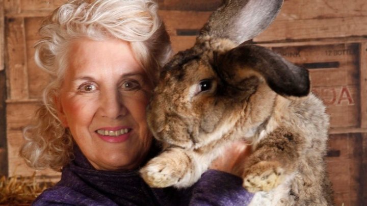 Cel mai mare iepure din lume a fost furat. Recompensa oferită de proprietară și apelul ei către hoț