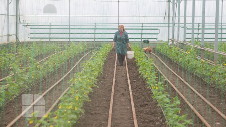 Primii castraveți moldovenești, deja în vânzare. Care este prețul unui kilogram (FOTO)