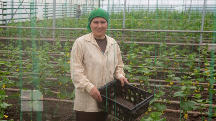 Primii castraveți moldovenești, deja în vânzare. Care este prețul unui kilogram (FOTO)