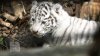 Puii de tigru de la Zoo din Chişinău, atracţie pentru vizitatori. Zeci de oameni au mers să-i vadă (FOTOREPORT)
