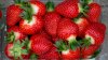 S-au copt primele căpșuni moldovenești. Care este prețul unui kilogram (FOTOREPORT)