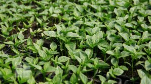 Legumele autohtone se vor coace mai târziu în acest an. Explicația specialiștilor (FOTOREPORT)