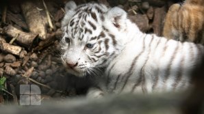Puii de tigru de la Zoo din Chişinău, atracţie pentru vizitatori. Zeci de oameni au mers să-i vadă (FOTOREPORT)