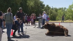 Campanie electorală cu un urs de 500 de kilograme. Cine e candidatul care a avenit la miting cu animalul sălbatic