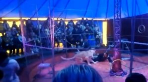 IMAGINI ȘOCANTE! Momentul în care un dresor rus este atacat de o leoaică, în timpul unui spectacol (VIDEO)