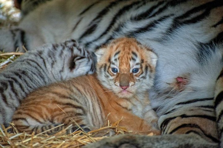 Edilul Capitalei, Ion Ceban, entuziasmat de cei doi pui de tigri de la Grădina Zoologică din Chișinău (FOTO)