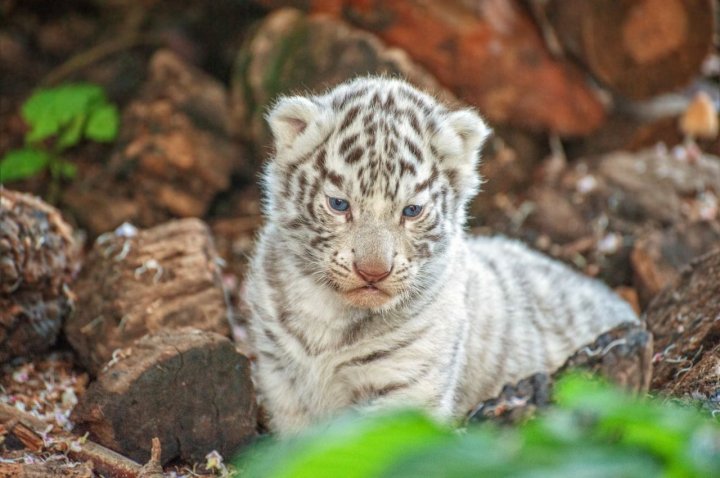 Edilul Capitalei, Ion Ceban, entuziasmat de cei doi pui de tigri de la Grădina Zoologică din Chișinău (FOTO)