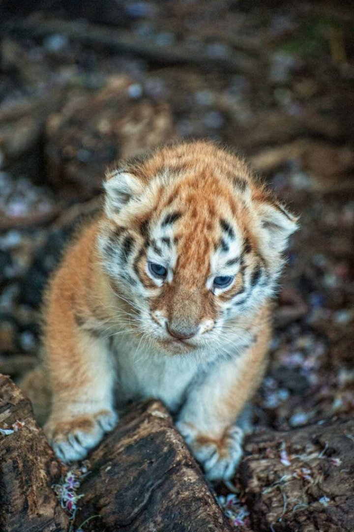 Edilul Capitalei, Ion Ceban, entuziasmat de cei doi pui de tigri de la Grădina Zoologică din Chișinău (FOTO)