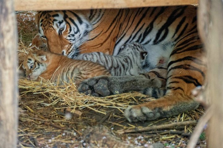 Edilul Capitalei, Ion Ceban, entuziasmat de cei doi pui de tigri de la Grădina Zoologică din Chișinău (FOTO)