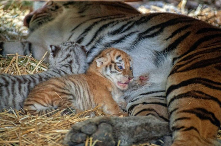 Edilul Capitalei, Ion Ceban, entuziasmat de cei doi pui de tigri de la Grădina Zoologică din Chișinău (FOTO)