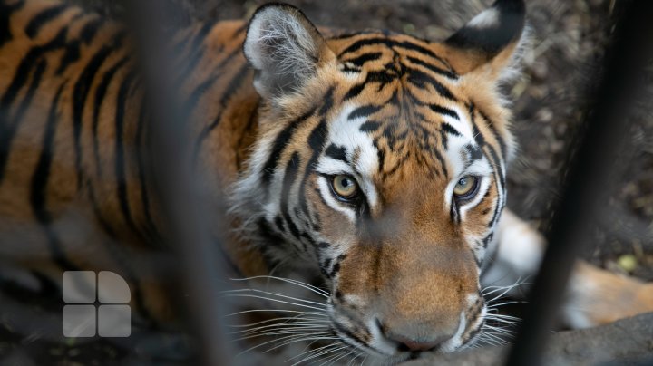 Puii de tigru de la Zoo din Chişinău, atracţie pentru vizitatori. Zeci de oameni au mers să-i vadă (FOTOREPORT)