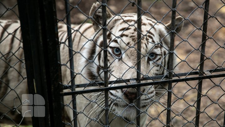 Puii de tigru de la Zoo din Chişinău, atracţie pentru vizitatori. Zeci de oameni au mers să-i vadă (FOTOREPORT)