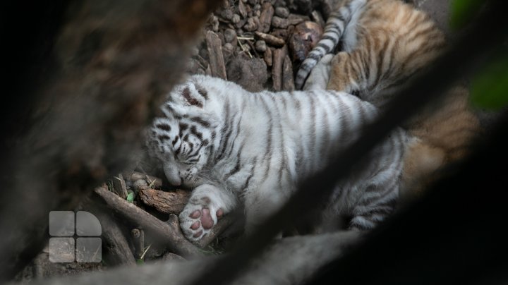 Puii de tigru de la Zoo din Chişinău, atracţie pentru vizitatori. Zeci de oameni au mers să-i vadă (FOTOREPORT)