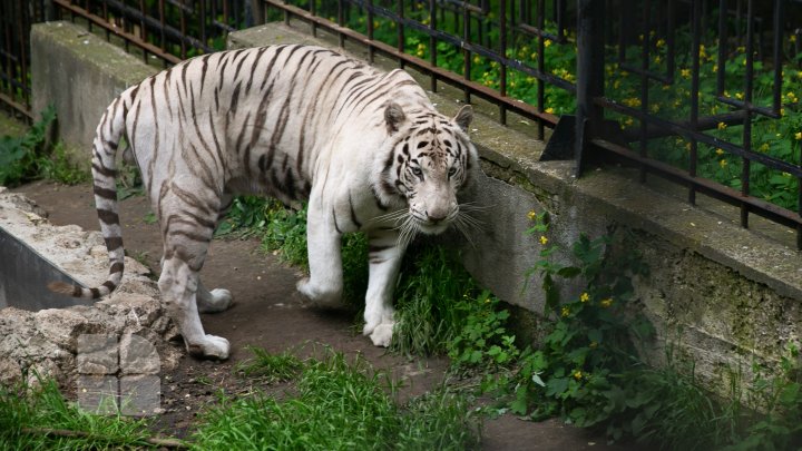 Puii de tigru de la Zoo din Chişinău, atracţie pentru vizitatori. Zeci de oameni au mers să-i vadă (FOTOREPORT)