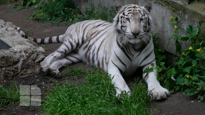 Puii de tigru de la Zoo din Chişinău, atracţie pentru vizitatori. Zeci de oameni au mers să-i vadă (FOTOREPORT)