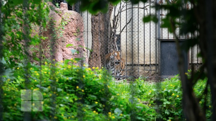 Puii de tigru de la Zoo din Chişinău, atracţie pentru vizitatori. Zeci de oameni au mers să-i vadă (FOTOREPORT)