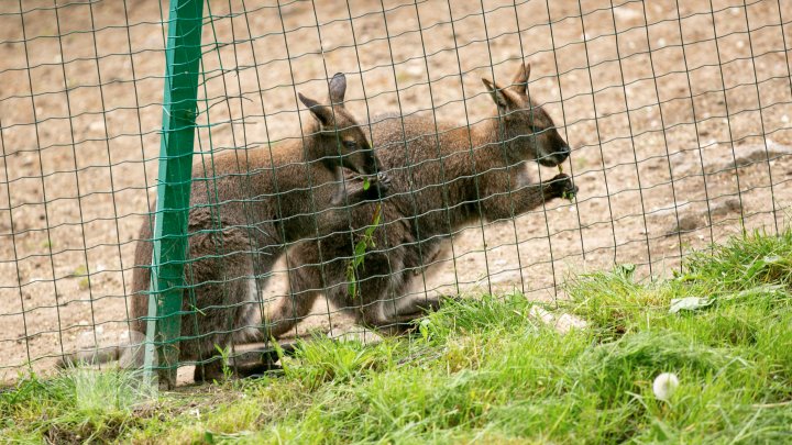 Puii de tigru de la Zoo din Chişinău, atracţie pentru vizitatori. Zeci de oameni au mers să-i vadă (FOTOREPORT)