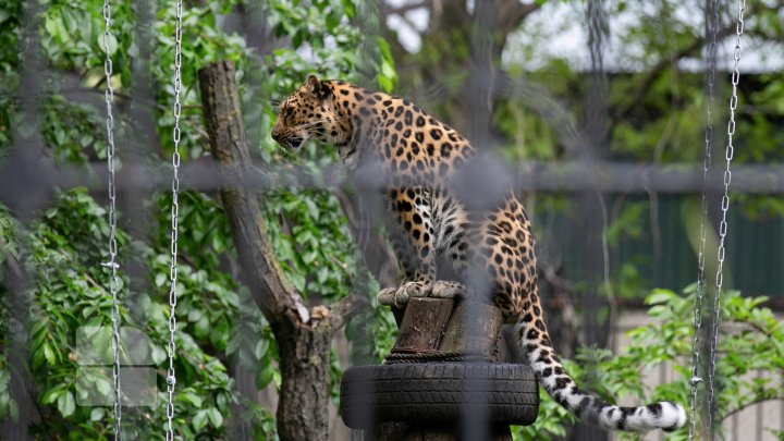 Puii de tigru de la Zoo din Chişinău, atracţie pentru vizitatori. Zeci de oameni au mers să-i vadă (FOTOREPORT)